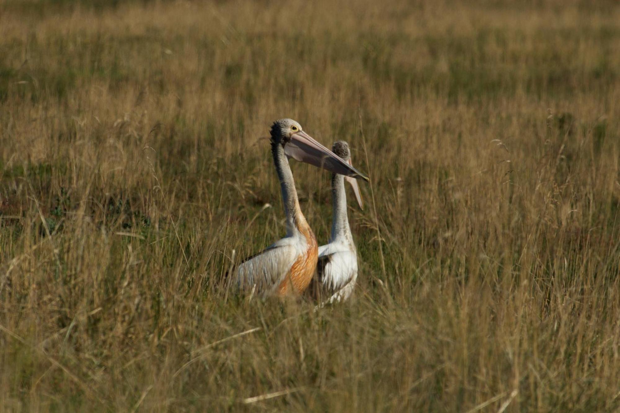 Pelican Point Sanctuary St Helens Eksteriør bilde