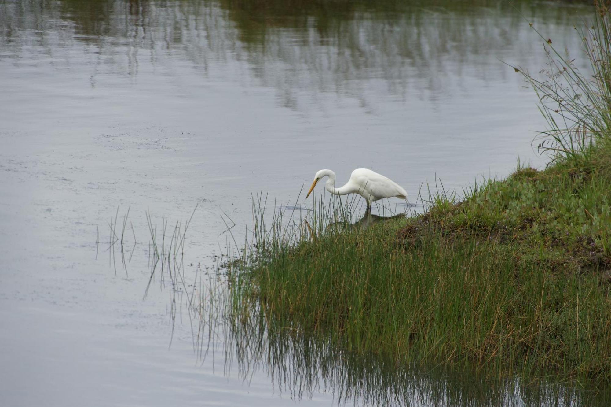 Pelican Point Sanctuary St Helens Eksteriør bilde