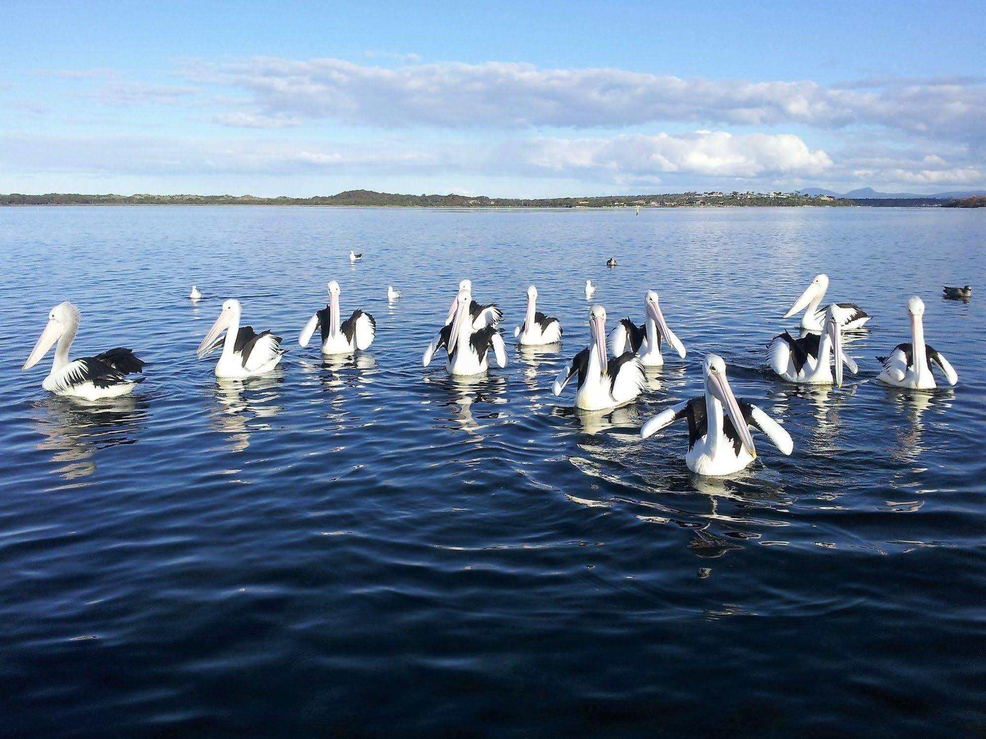 Pelican Point Sanctuary St Helens Eksteriør bilde